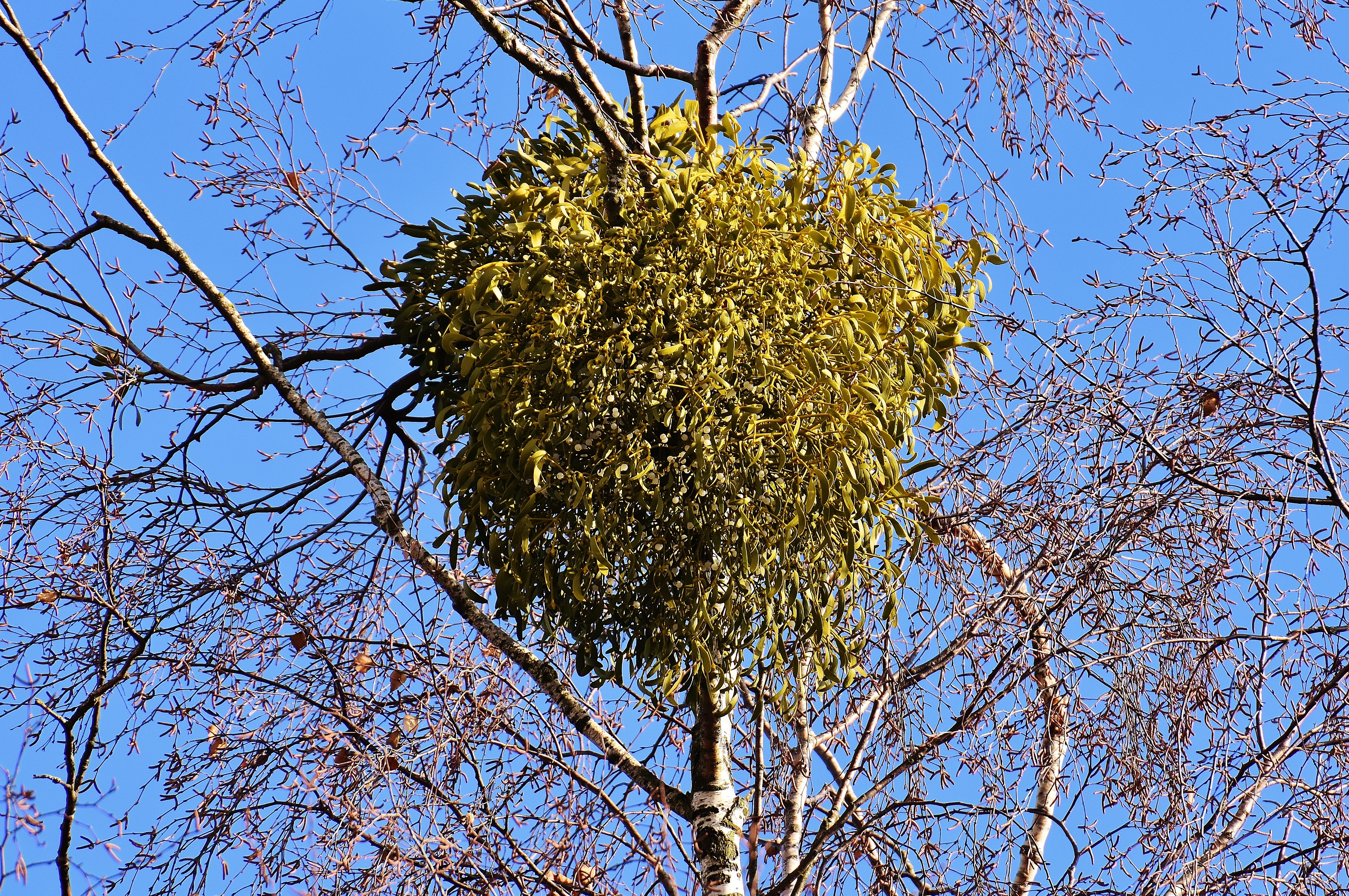 Mistel