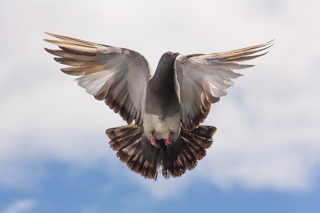 Vögel