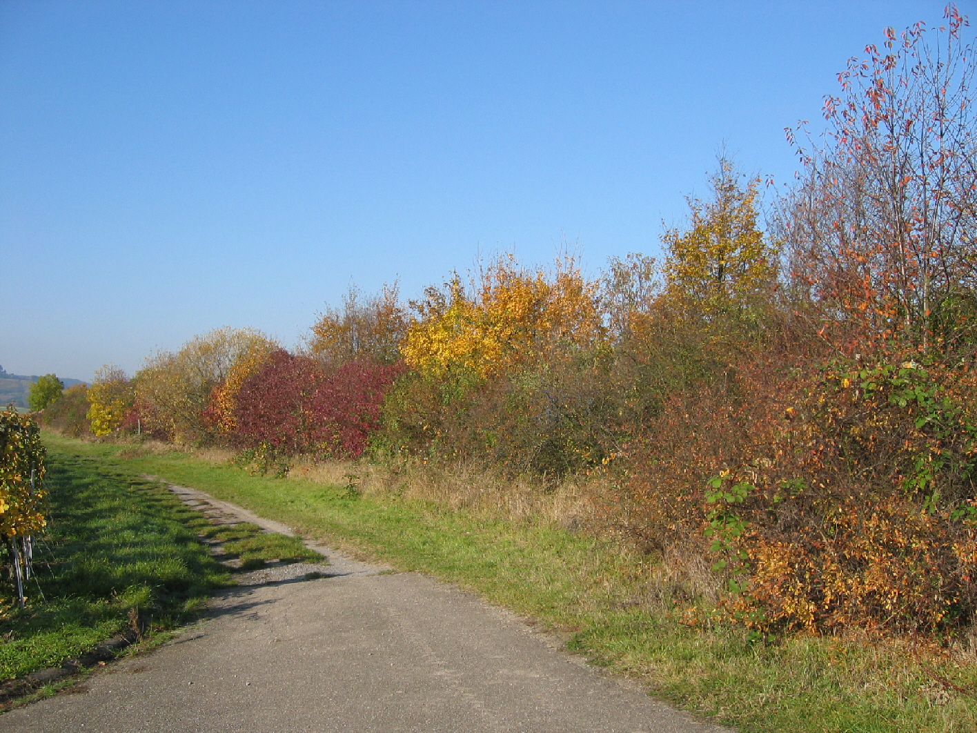 Wildhecken an der Pferdeweide