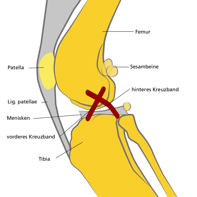 Anatomie des Kniegelenkes