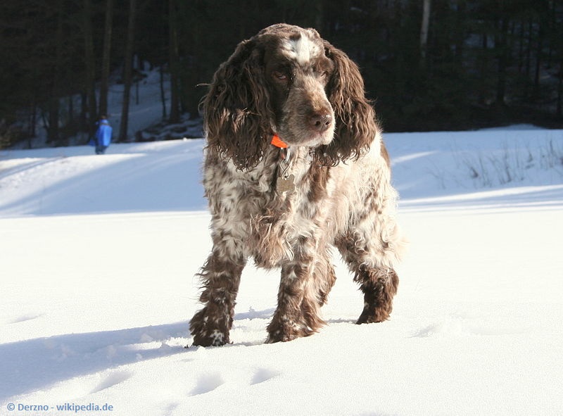 Der Englische Cockerspaniel