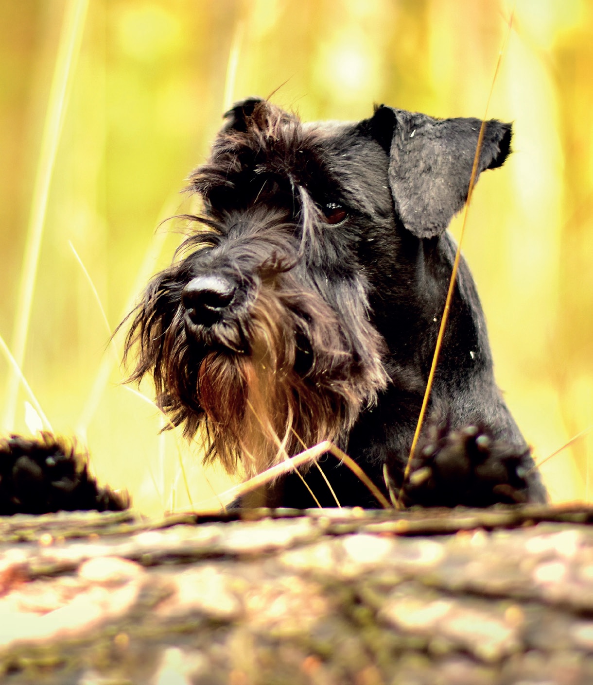 Der Zwergschnauzer