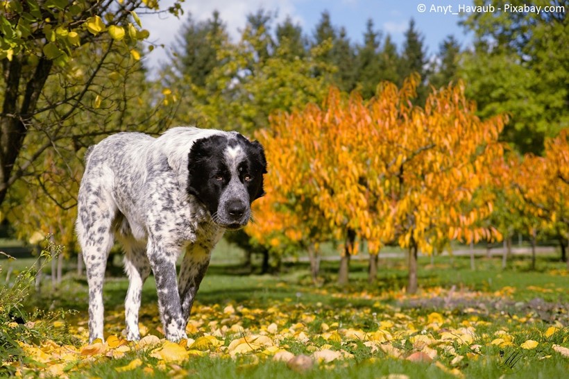 Hund beim Spaziergang im Herbst