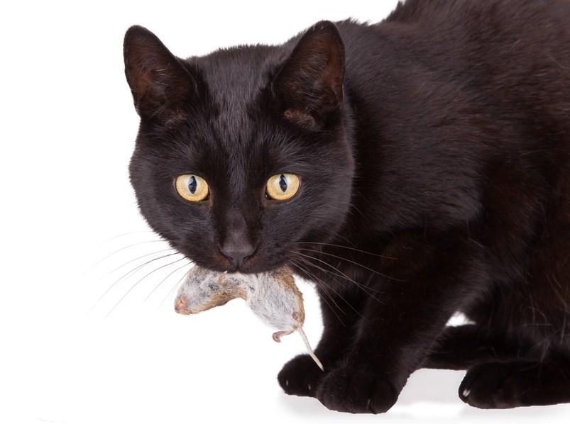 Schwarze Katze mit Maus