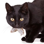 Schwarze Katze mit Maus im Fang