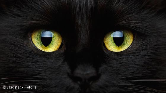 Ein Plädoyer für die Freiheit der Katze