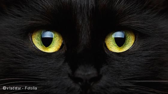 Katzenaugen