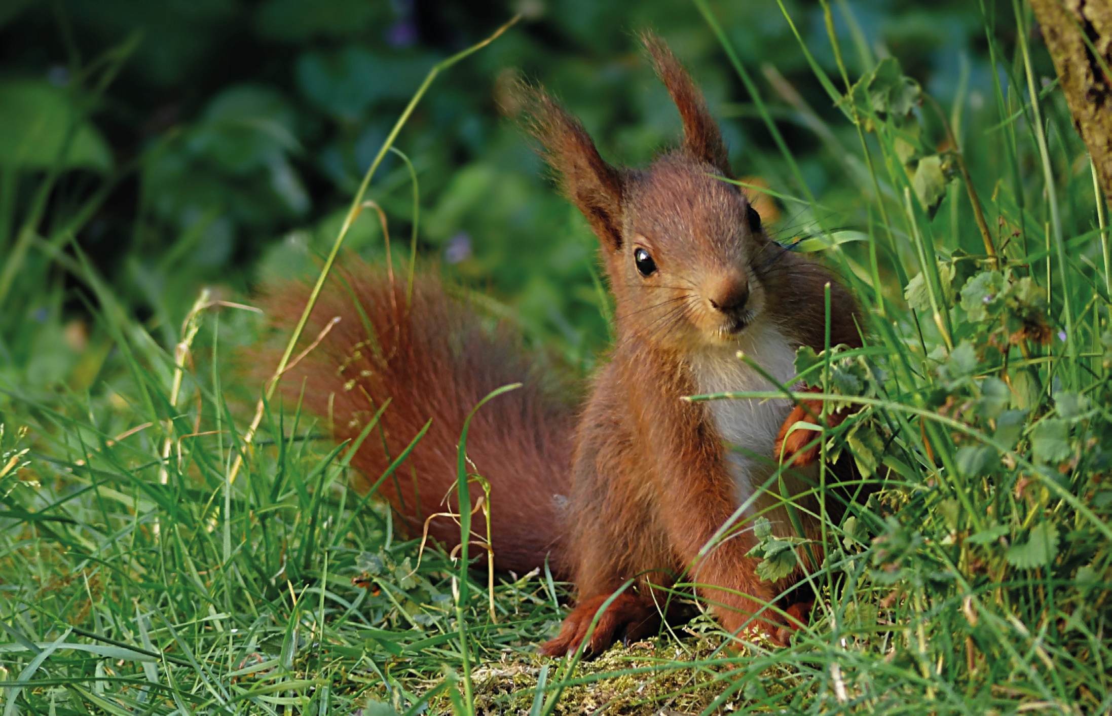 Eichhörnchen