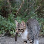 Junge Katze mit Beutetier