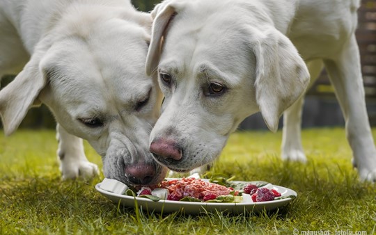 Warum so mancher Hund vor dem vollen Napf verhungert (1)