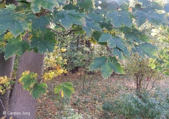 Atypische Weidemyopathie (Leserbriefantwort)