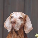 Leon, 12 Jahre