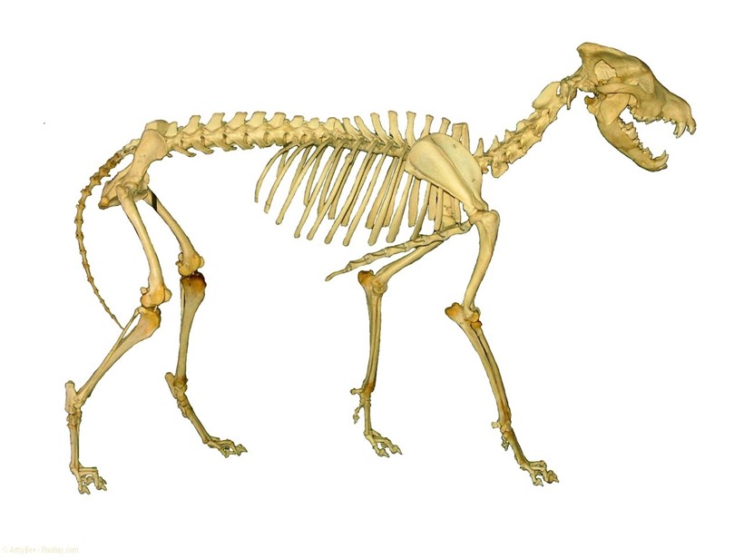 Skelett eines Wolfs