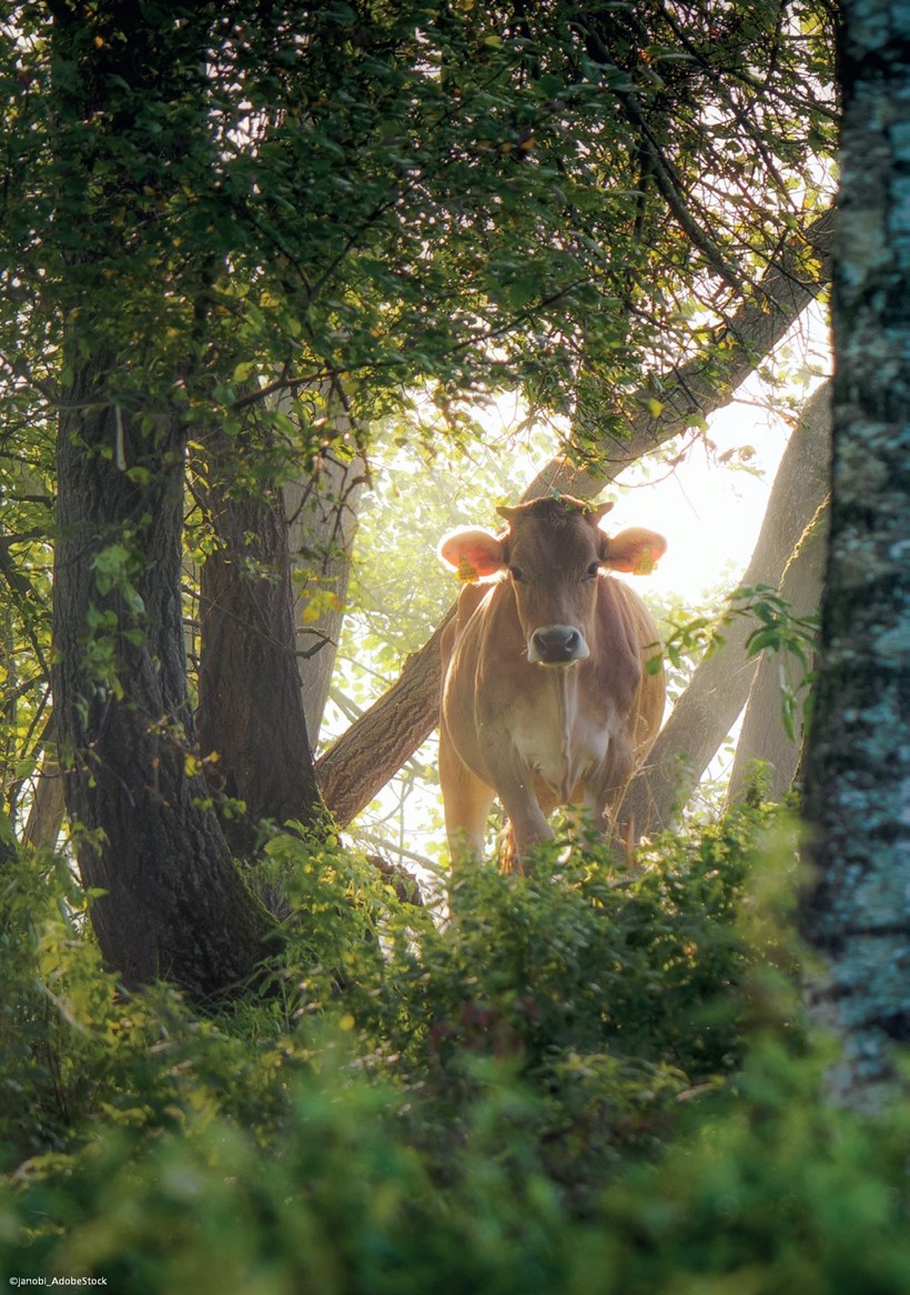 Kuh im Wald