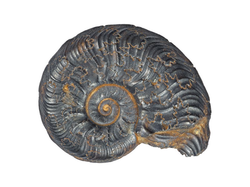 Ammonit aus dem Schwarzjura