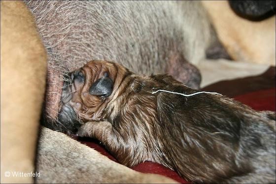 Antikdogge Bilana mit neugeborenem Welpen