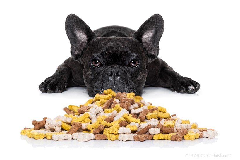Stark kohlenhdydrathaltige – und damit falsche – Ernährung kann bei Hunden zu schweren Krankheiten führen