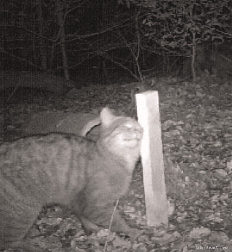 Wildkatze nachts am Lockstock
