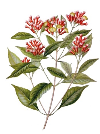 Phytotherapeutische Möglichkeiten der Schmerzbehandlung