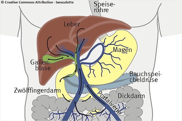 Der enterohepatische Kreislauf