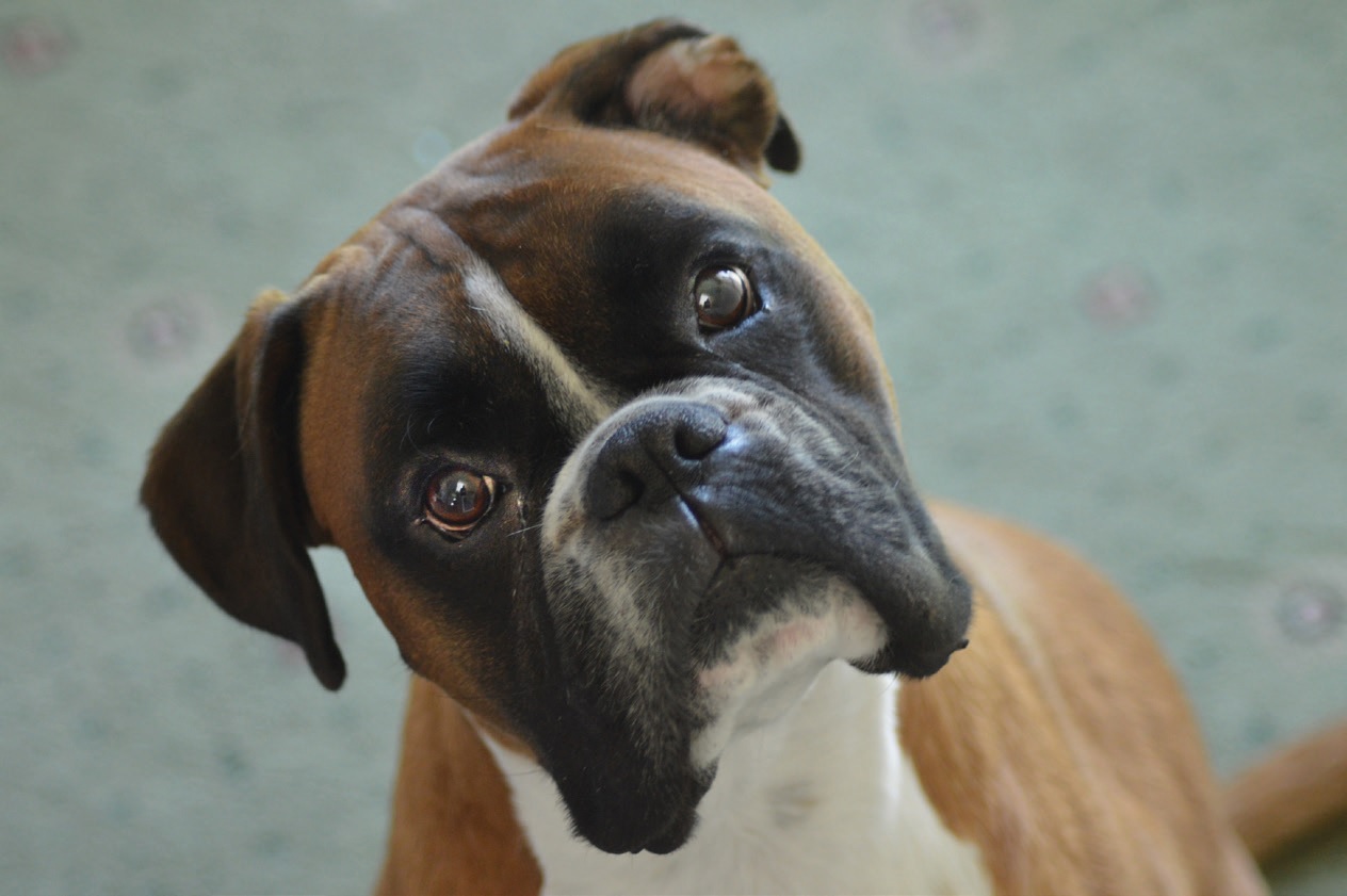 Der Boxer