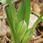 Blätter mit Fruchtstand der Herbstzeitlosen