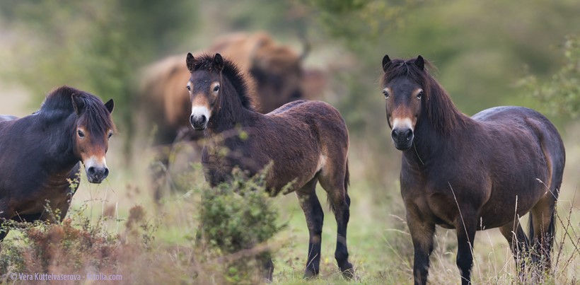 Exmoor Ponys in Milovice - Tschechische Republik