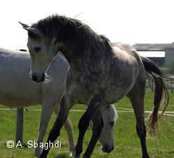 Arabiens edle Pferde