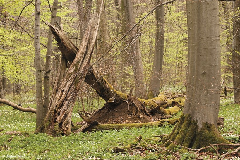 Naturnaher Laubwald im Hainich, Thüringen