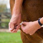 Pferde-Impfung