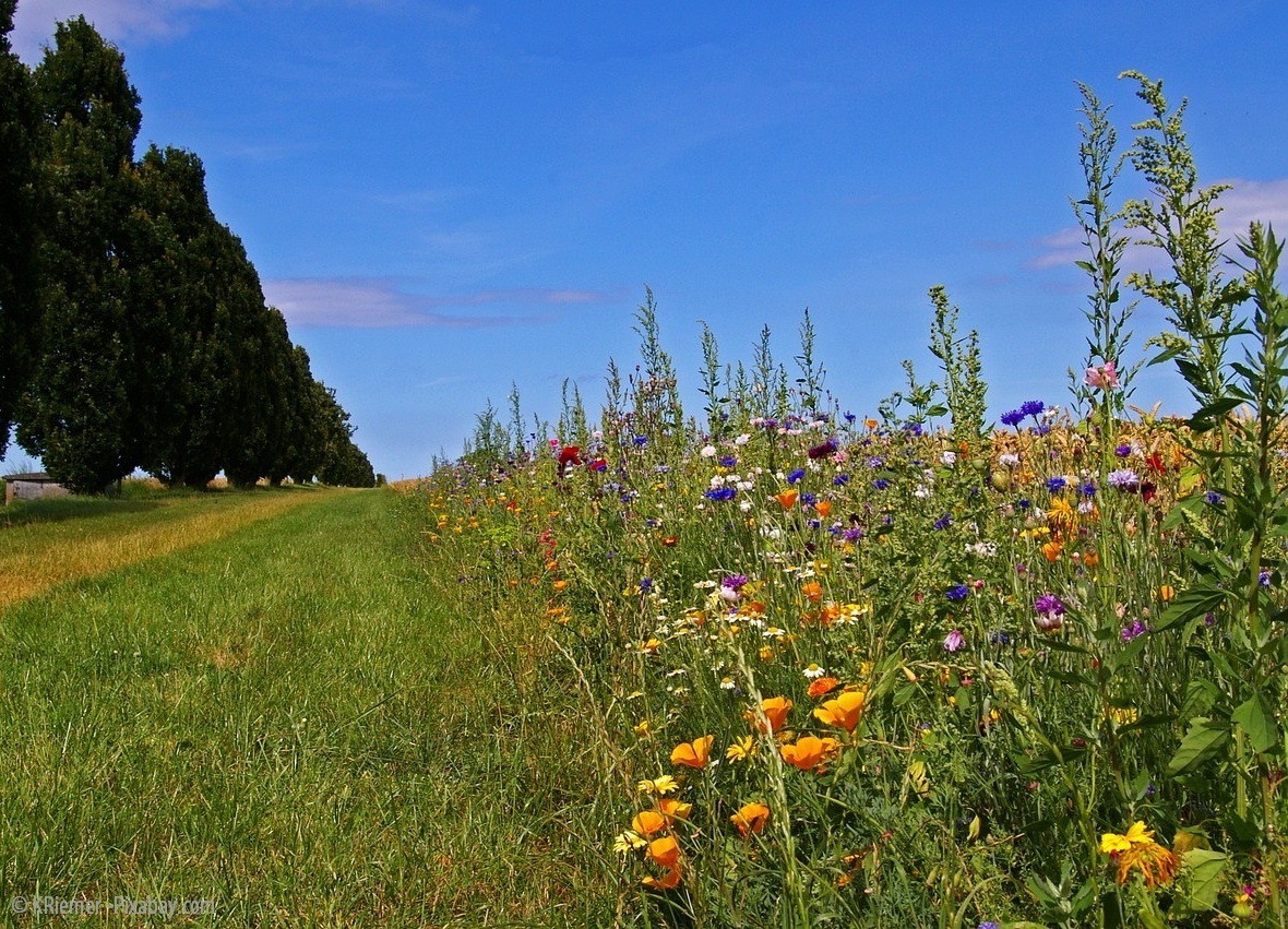 Oxidativer Stress
