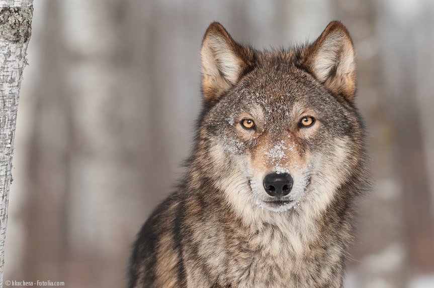 Der lange Weg vom Wolf zum Hund