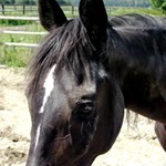 Altes Pferd