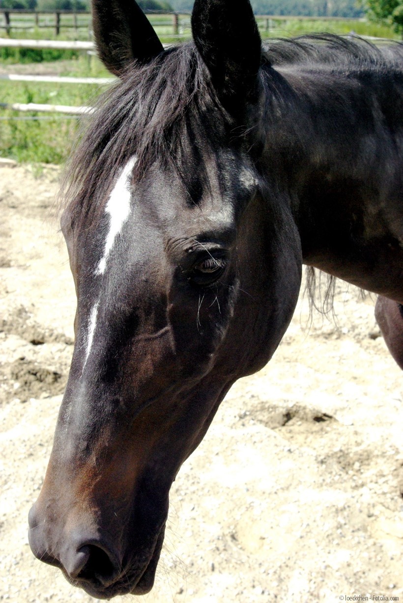 Altes Pferd