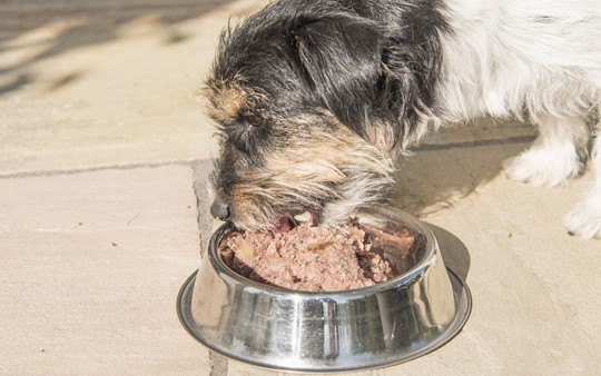 Warum so mancher Hund vor dem vollen Napf verhungert (2)