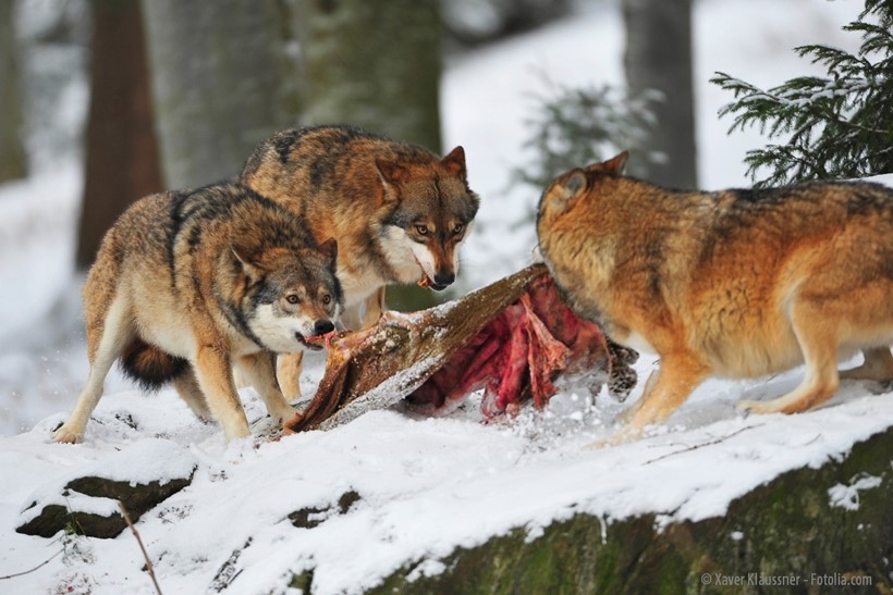 Wölfe mit ihrer Beute