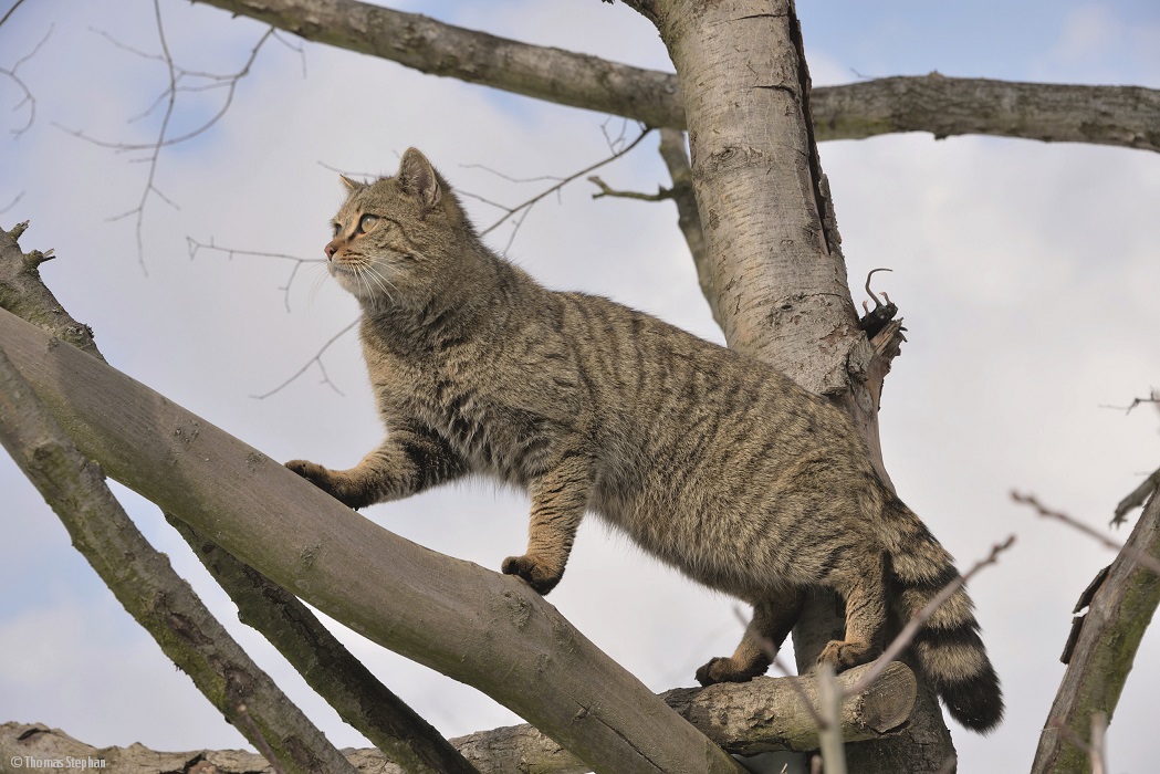 Wildkatzen in Deutschland