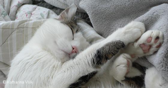 Katzen, Kantaten und Kommunikation