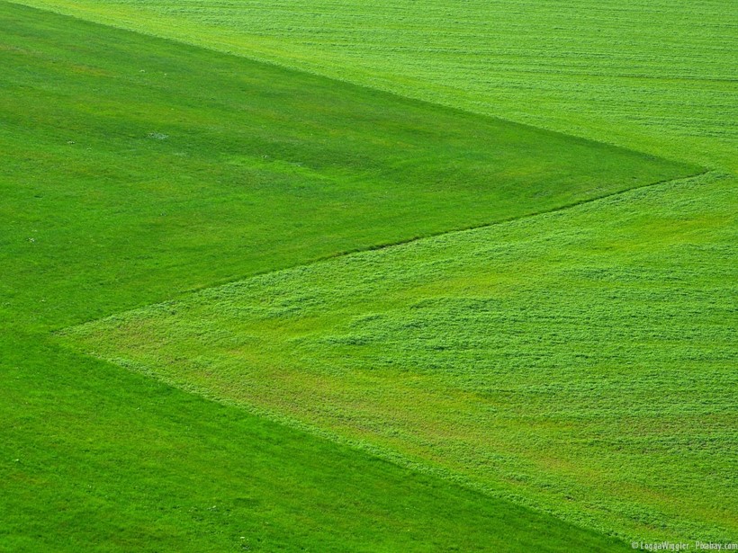 Gras-Weideflächen