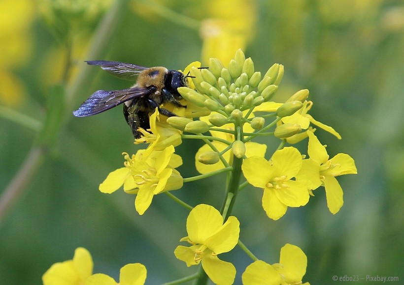 Biene beim Sammeln von Pollen und Nektar auf einer Rapsblüte