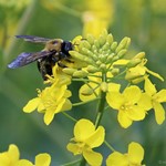 Biene beim Sammeln von Pollen und Nektar auf einer Rapsblüte