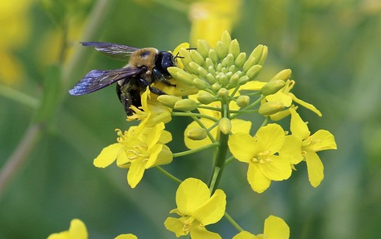 Glyphosat und Bienensterben 