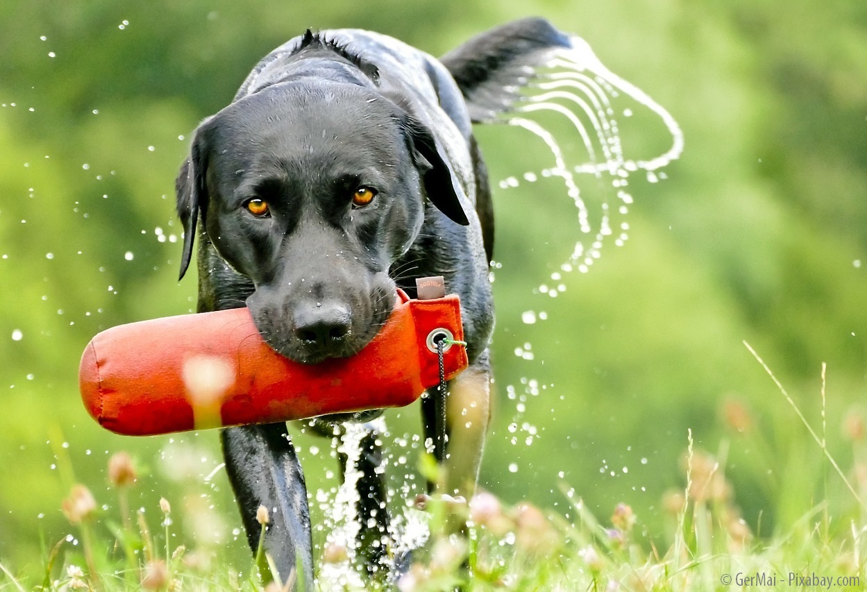 Deutschland, deine Hundeschulen - Teil 1