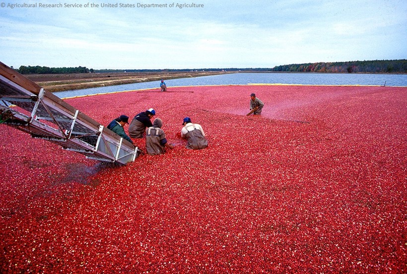 Cranberry-Ernte in New Jersey