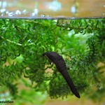 Blutegel im "Aquarium"