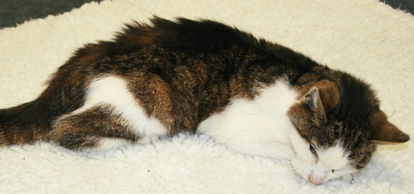 Schwerkranke Katze mit Chronischer Niereninsuffizienz (CNI)
