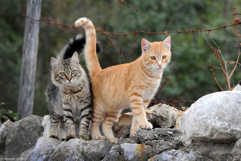 © inkevalentin - Fotolia.com
