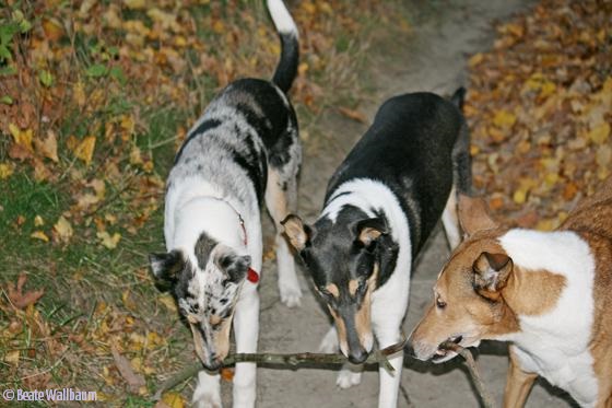 Der Kurzhaarcollie