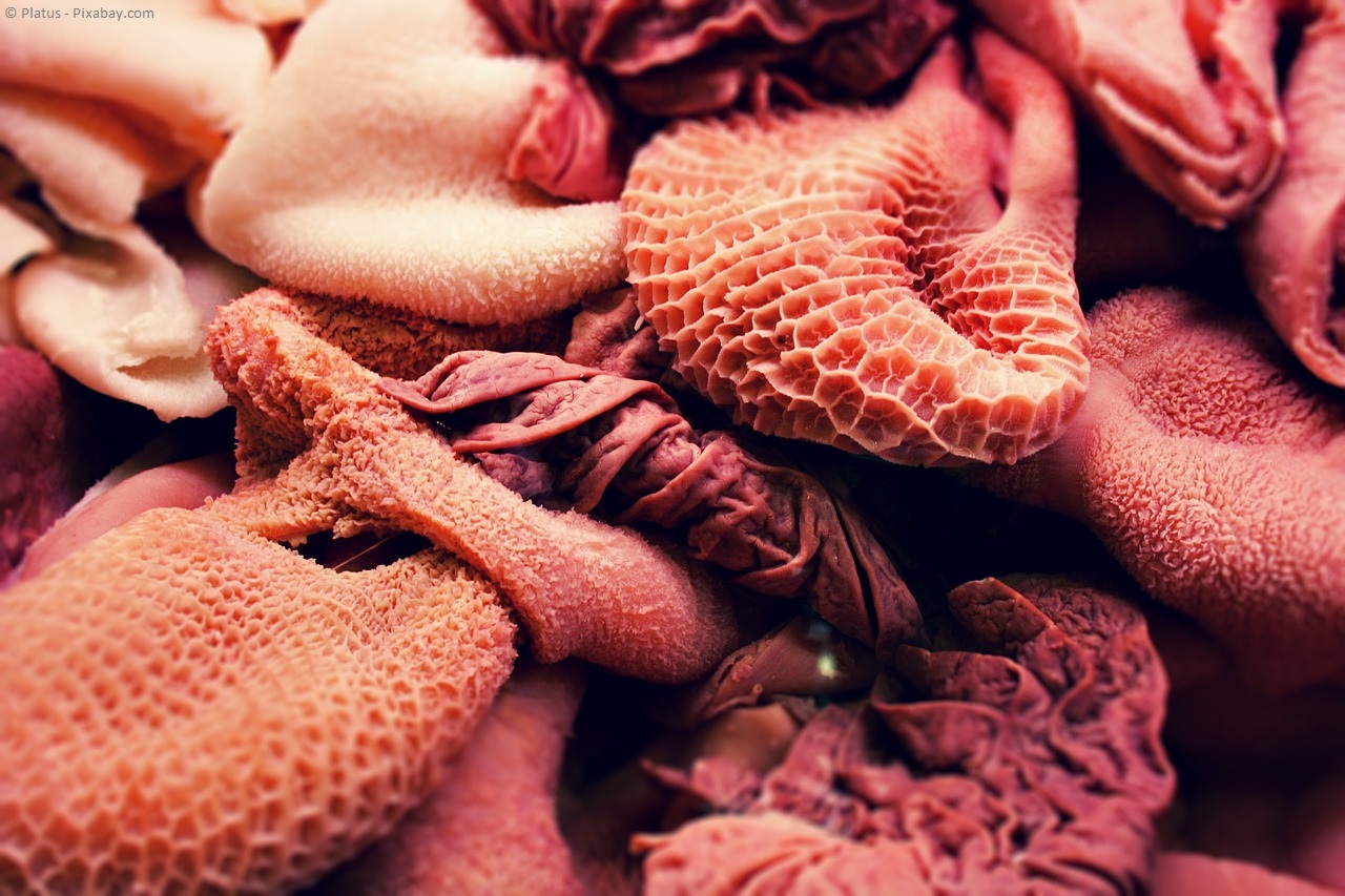 Wie finde ich gutes Fleisch für meine Tiere?
