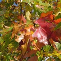 Herbstlaub der Roteiche - Quercus rubra